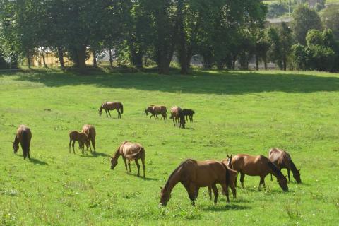 Juments au Pré