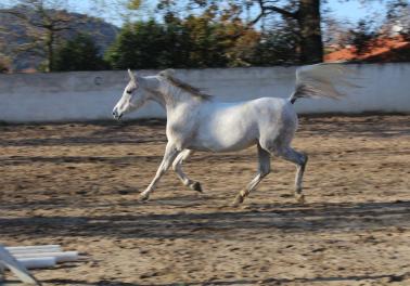 HASSANA (YM)