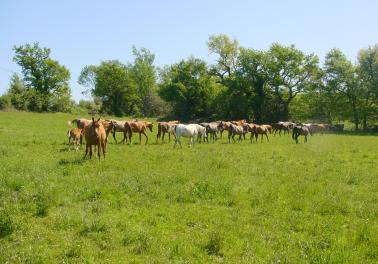 Chevaux partant à l' Ombre