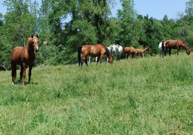 Chevaux au Pré