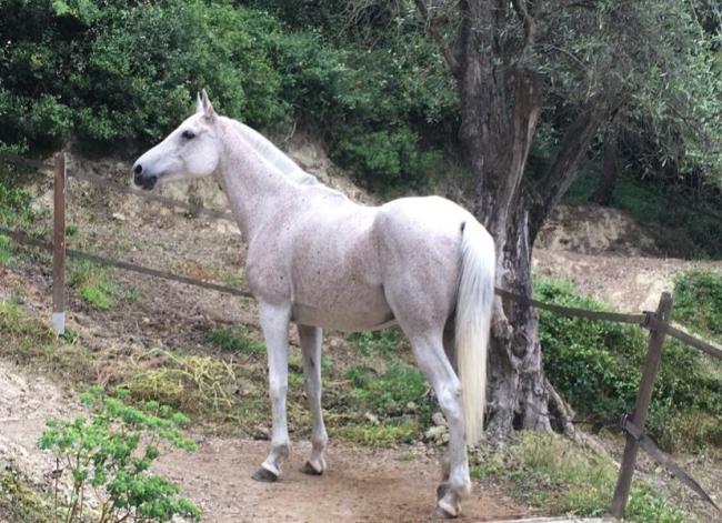 TONICK de GARGASSAN